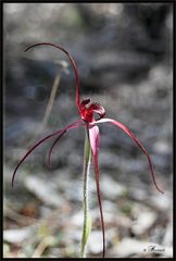 Caladenia concolor