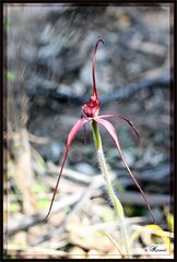 Caladenia concolor