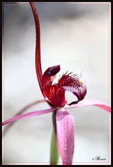 Caladenia concolor