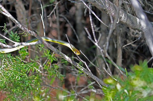 Common Tree Snake sighting