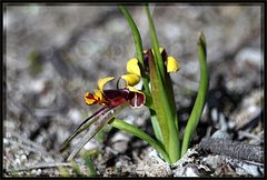Diuris palustris