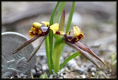 Diuris palustris