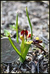 Diuris palustris
