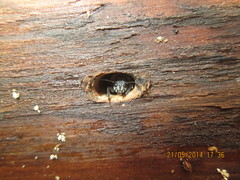 Xylotrechus rusticus