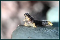Perga dorsalis