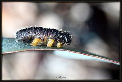 Perga dorsalis