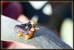 Perga dorsalis