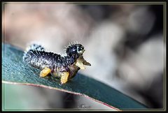 Perga dorsalis