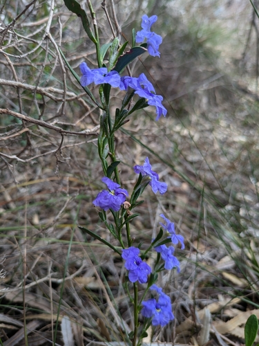 Image of Dampiera linearis by no rights reserved
