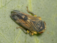 Neotartessus flavipes