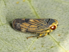 Neotartessus flavipes