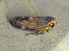 Neotartessus flavipes