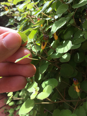 Fuchsia procumbens