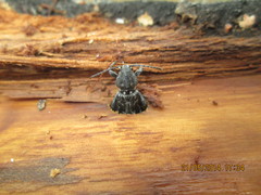 Xylotrechus rusticus