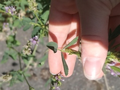 Medicago sativa sativa