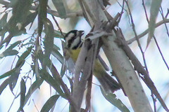 Falcunculus frontatus