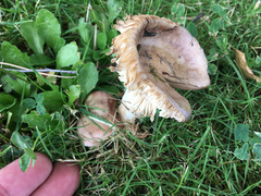 Russula nitida