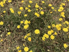 Crepis capillaris