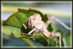 Ecphantus quadrilobus