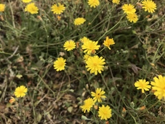 Crepis capillaris