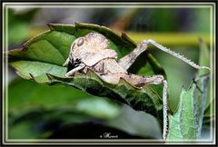 Ecphantus quadrilobus