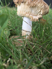 Russula nitida
