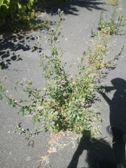 Medicago sativa sativa