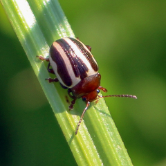 Calligrapha bidenticola