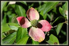 Cornus capitata