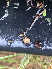 Ancyrosoma leucogrammes