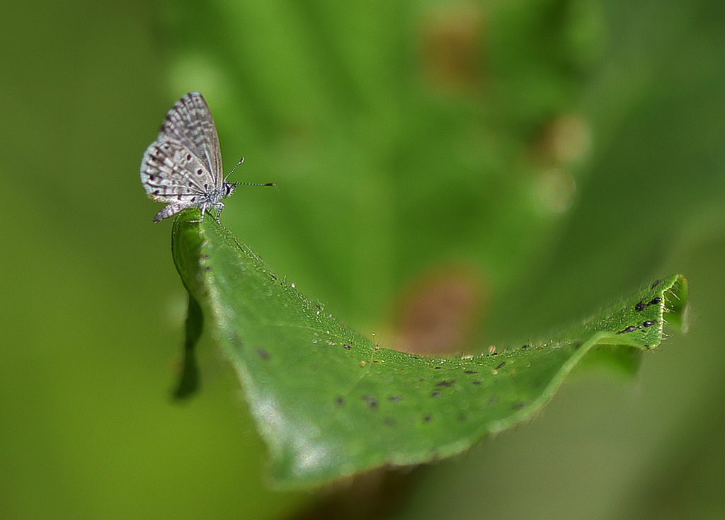 Azanus sitalces