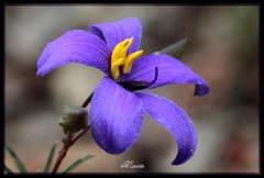 Cheiranthera linearis