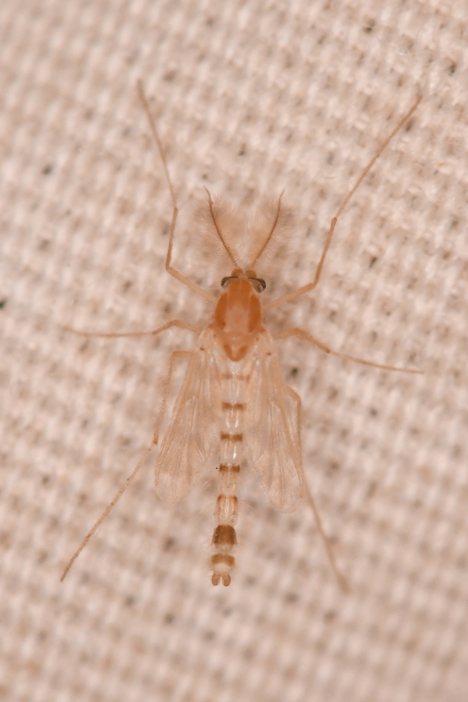 Thienemannimyia senata