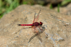 Trithemis selika