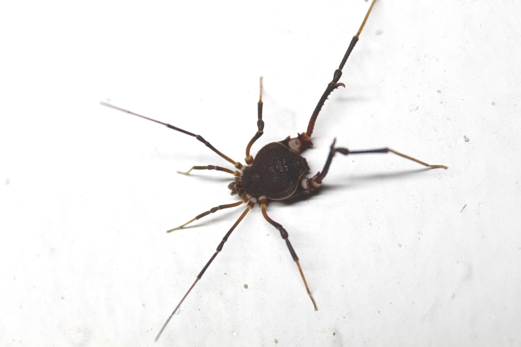 daddy longlegs