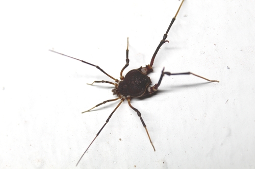 daddy longlegs