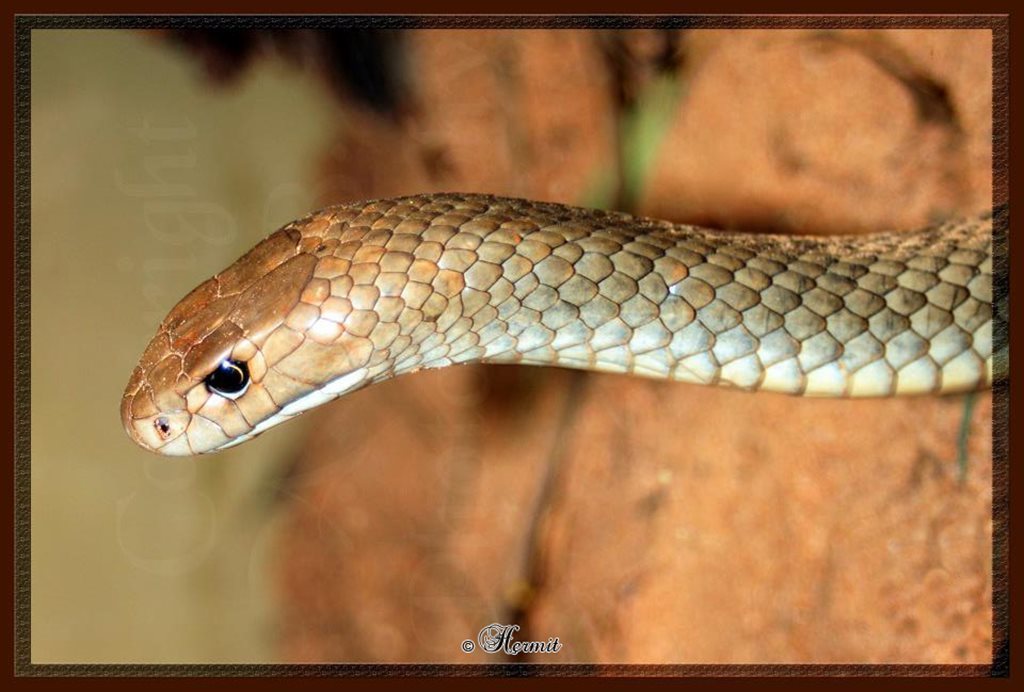 cobra marrom oriental