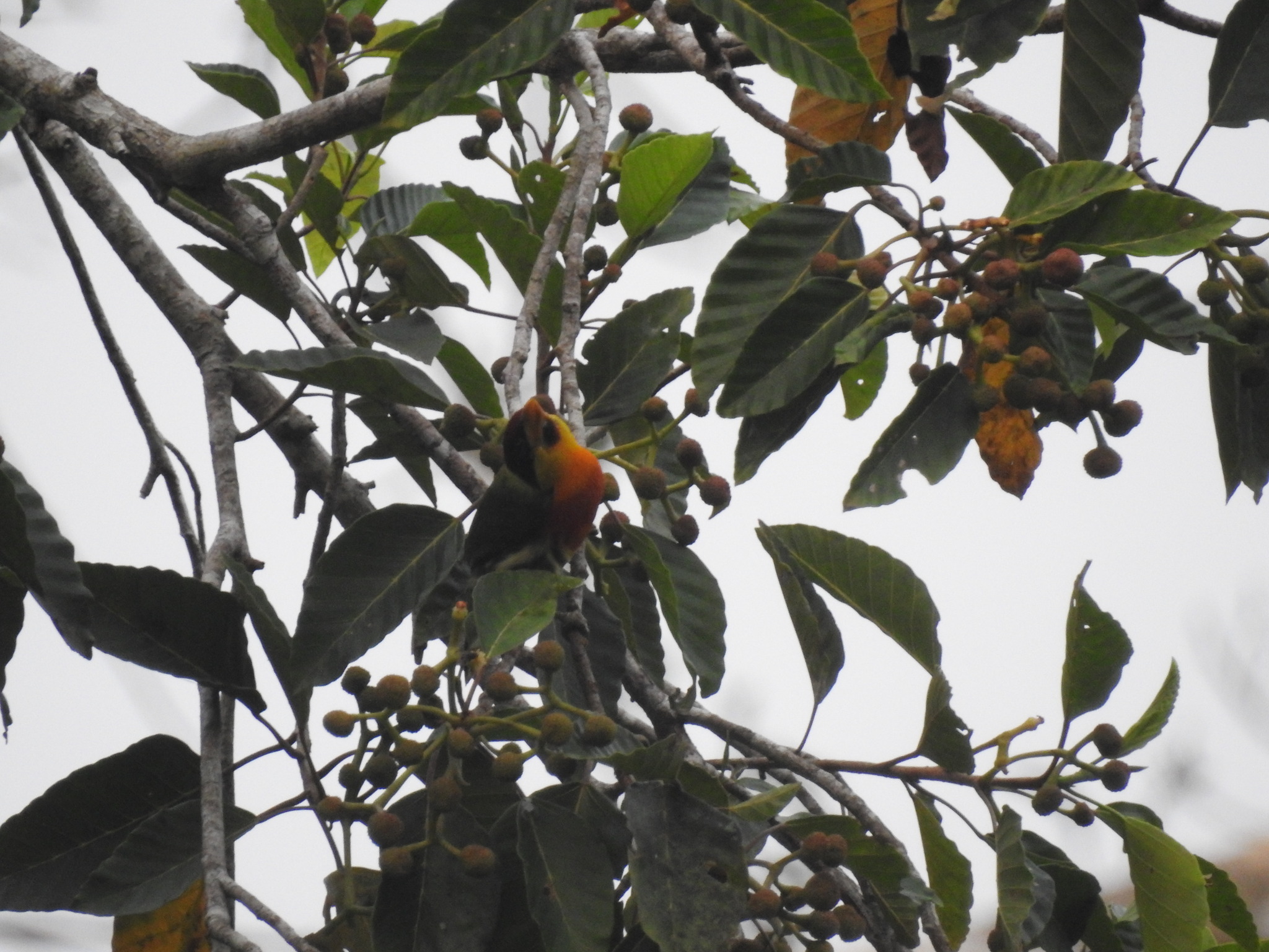 Lemon-throated Barbet (Eubucco richardsoni), photo 9