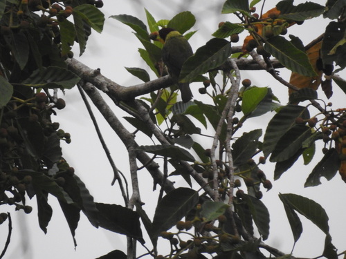 Lemon-throated Barbet (Eubucco richardsoni), photo 10