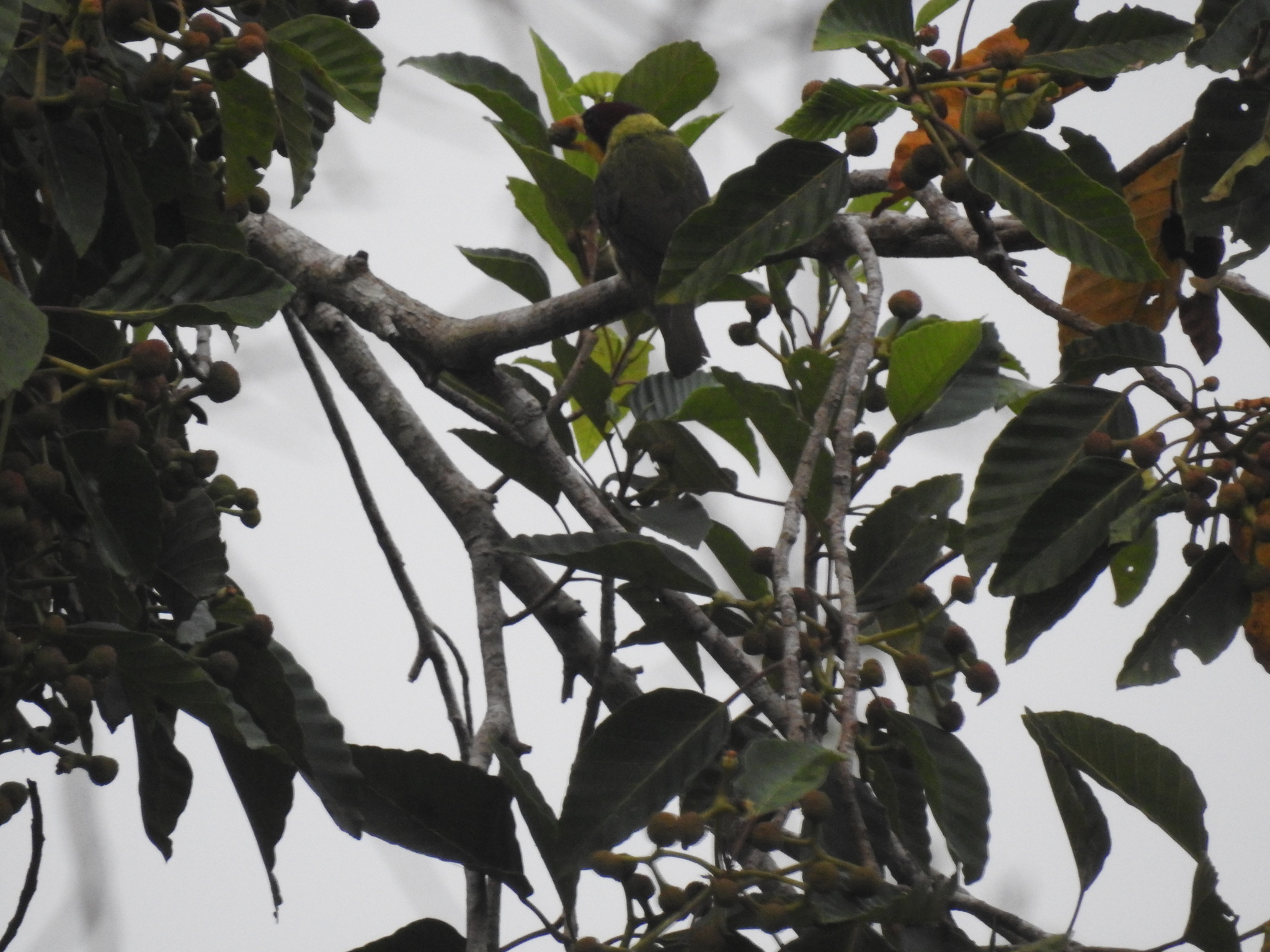 Lemon-throated Barbet (Eubucco richardsoni), photo 10