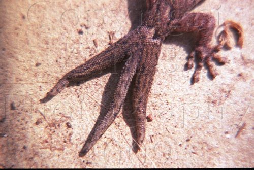 Southern Marbled Gecko, Rheola VIC 3517, Australia, photo 6 of 10