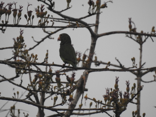 Cobalt-winged Parakeet (Brotogeris cyanoptera), photo 10