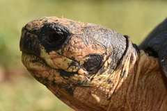 Astrochelys radiata