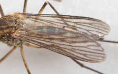 Aedes implicatus
