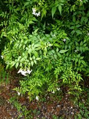 Jasminum polyanthum