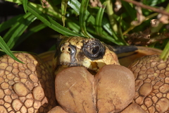 Astrochelys radiata