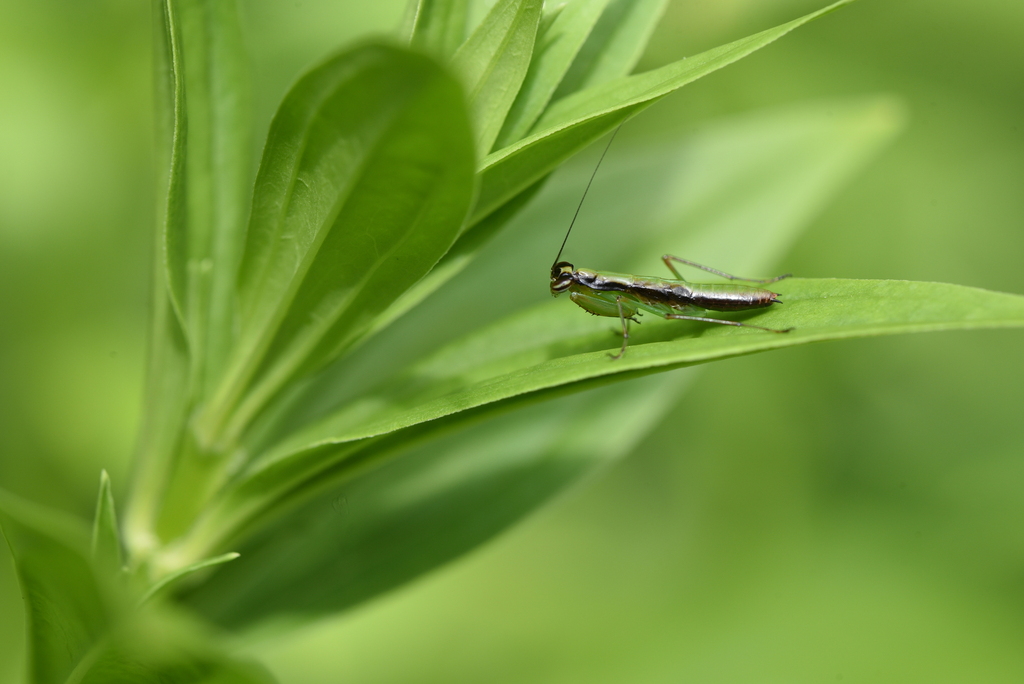 Odontomantis xizangensis