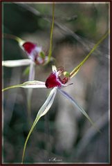 Caladenia tentaculata × venusta