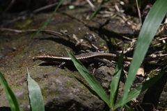 Zonosaurus madagascariensis