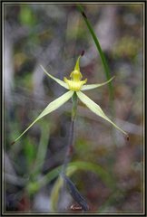 Caladenia xanthochila